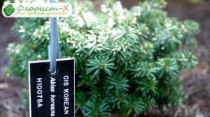 ? Дерево пихта – посадка и уход: пихта зимой и осенью; виды и сорта пихты