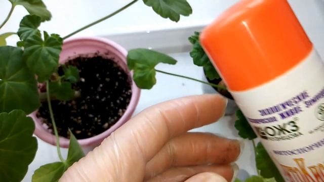 О чём говорят листья пеларгонии (герани ) смотреть онлайн