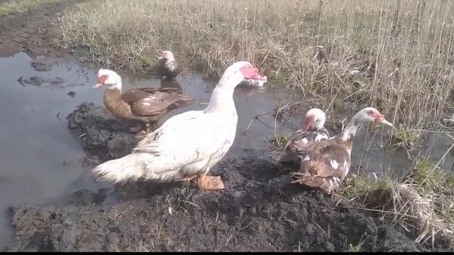 Селезень - Бодибилдер и его гарем смотреть онлайн