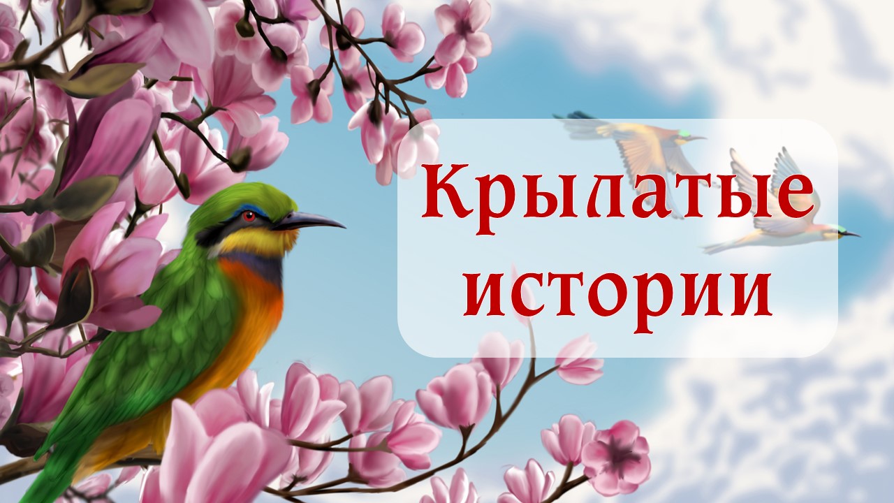 Крылатые истории. Видеорепораж смотреть онлайн