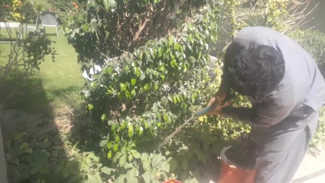 ficus plant cutting designs plant cutting design پودوں کی کٹائی смотреть онлайн