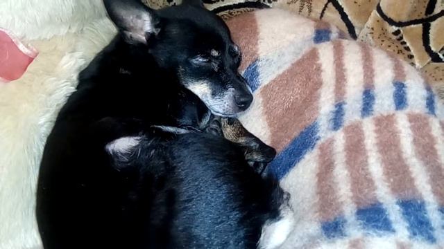 Сон пинчера