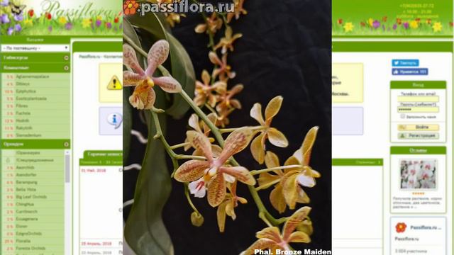 Phalaenopsis Bronze Maiden смотреть онлайн