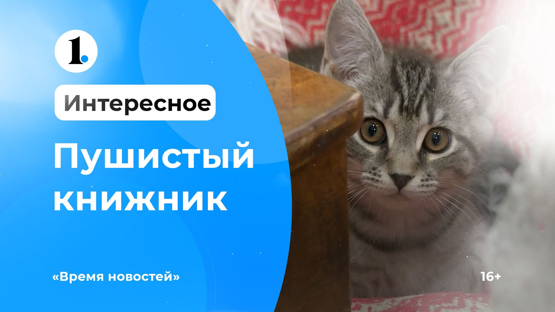 В старинной библиотеке в селе Бродокалмак хозяйствует кот Яков смотреть онлайн