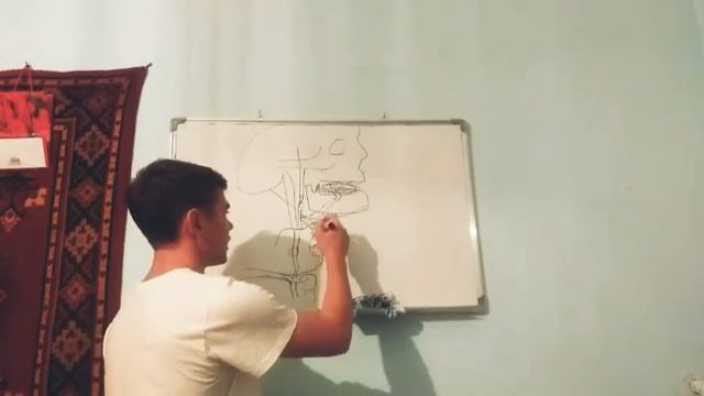 Части аорты ,наружная сонная артерия и её ветви, 1 часть! в легком и доступном формате смотреть онлайн