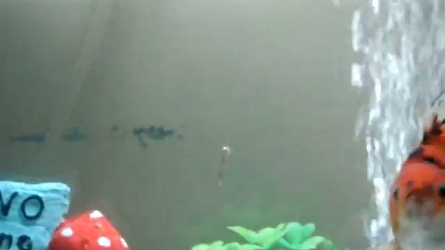 Video Testing Using Sony Cybershot DSC T77 смотреть онлайн