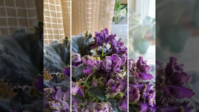 ЛУЧШИЕ СОРТА ФИАЛОК. ЛЕ- СЕДОЙ ГРАФ. смотреть онлайн