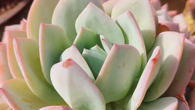 多肉植物资料43-白凤 Echeveria 'Hakuhou' смотреть онлайн