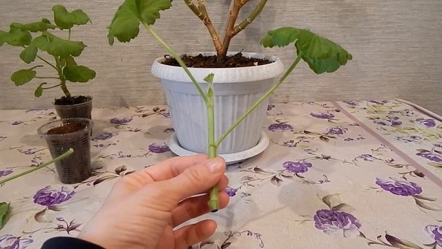 Как успешно укоренить черенки пеларгонии в любое время года смотреть онлайн