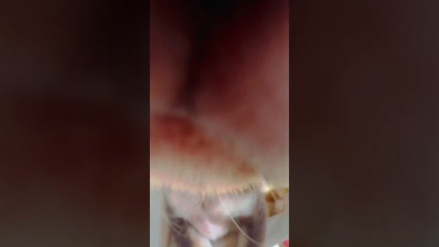 👍💙🐶🤎🍫🍫#Шикарный Чихуахуа #Тоффи 🌸#доставка по России 🇷🇺89154475147 подробности в описании смотреть онлайн