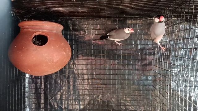 Best food for java finches Breeding||java sparrow food||finches birds Tamil смотреть онлайн