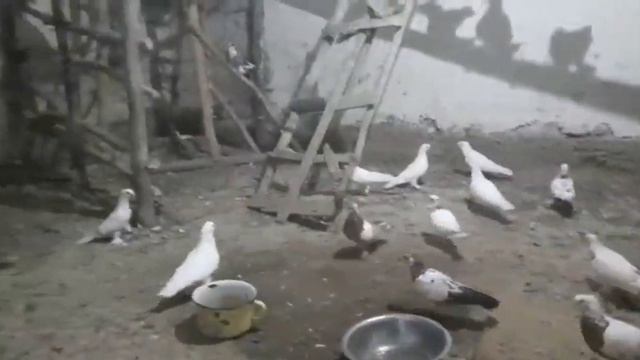 Кептерлер" Голуби Кабутар Каботар Pigeons Pigeon смотреть онлайн