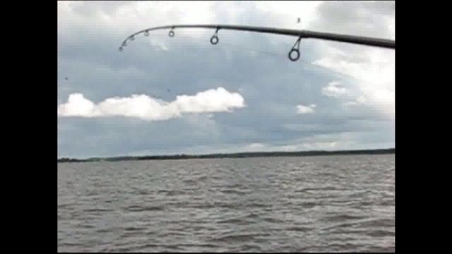 Чайка-окунь