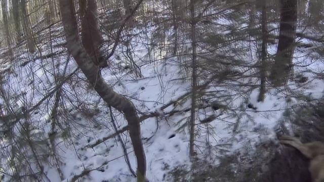 ОХОТА НА ВОЛКА НА ПРИВАДЕ// ПОПАЛСЯ ВОЛЧАРА смотреть онлайн