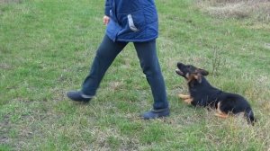 Питомник немецких овчарок