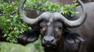 Изучаем диких животных с детьми. Буйвол. Интересные факты о буйволе.