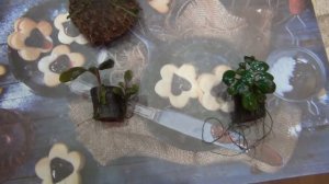 Как избавиться от Чёрной бороды,Вьетнамки и т.д.  Обеззараживание аквариумных растений.