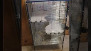 Выбор клетки для крыс (декоративные крысы)