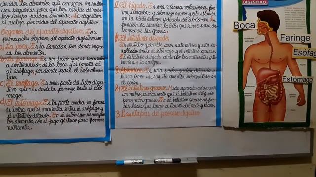 El sistema digestivo - Anatomía смотреть онлайн