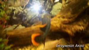 Цихлиды.  Астронотус против Голубой Акары.  Нерест Акары