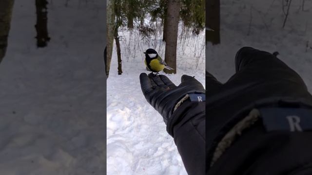 Синичка) Природа вокруг нас. смотреть онлайн