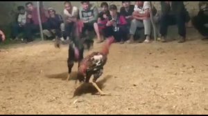 игра петушонная с деньгами играет ребята