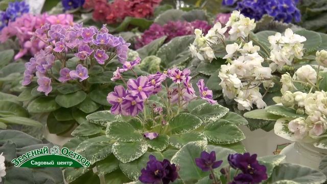 Выставка фиалок, мини и полумини фиалки, сорта и уход смотреть онлайн