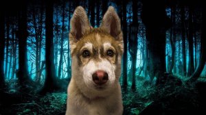 ПРИБЛУДНЫЙ ЩЕНОК В ЛЕСУ. Хаски Бублик. Говорящая собака