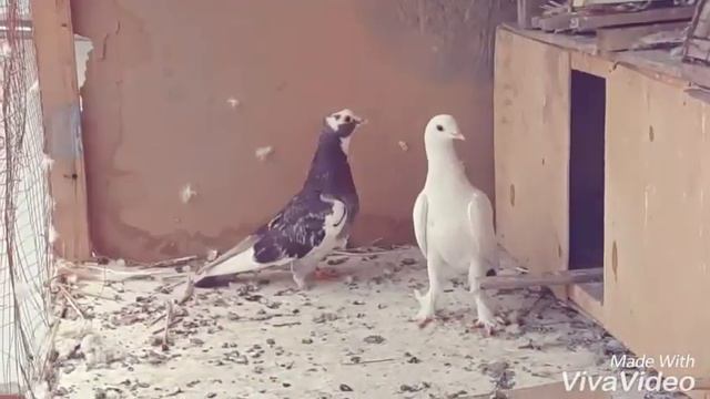 УЗБЕКСКИЕ ГОЛУБИ АНДИЖАНСКИЕ ИХ ДЕТИ смотреть онлайн