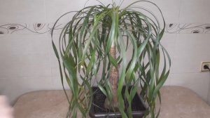 Бокарнея комнатная выращивание и уход/Bocarnea indoor growing and care