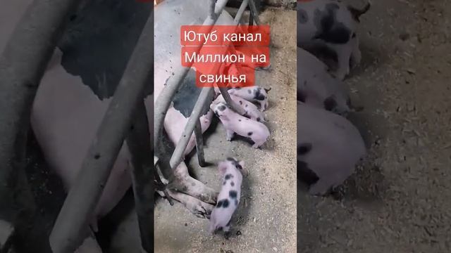 поросята пьетрен на продажу смотреть онлайн