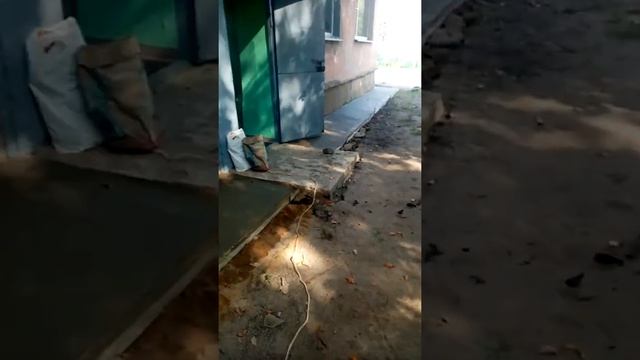 бабы кони, работают за мужиков, ремонт отмостки