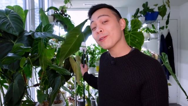Where Are They Now? | 1 Year Later | Plant Updates ? - Philodendron Strawberry Shake, Glorious, Hoy