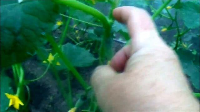 НУЖНО ЛИ ПАСЫНКОВАТЬ ОГУРЦЫ смотреть онлайн