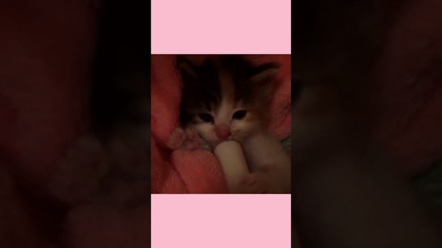 Котёнок пьёт молочко из бутылочки! #Shorts#Молоко в бутылочке смотреть онлайн