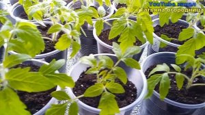 Крепкая рассада БЕЗ ЛАМП, на подоконнике! Что делать чтобы рассада не вытягивалась?