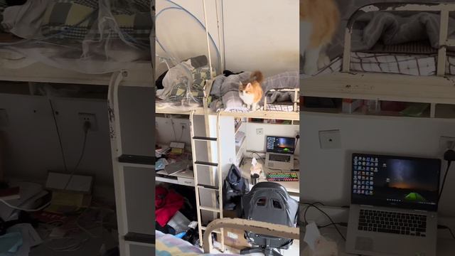 自從我從對面床直接跨過來被掌中寶發現後， 它好像也學會了#cat смотреть онлайн