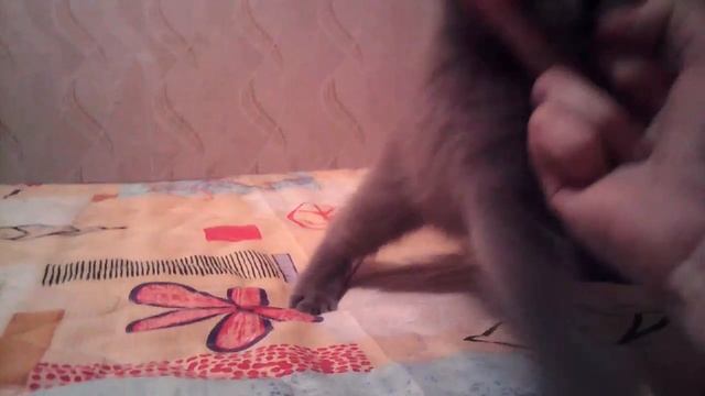 Кошка нападает на фак смотреть онлайн