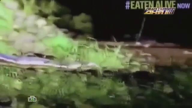 Анаконда съела человека заживо! смотреть онлайн