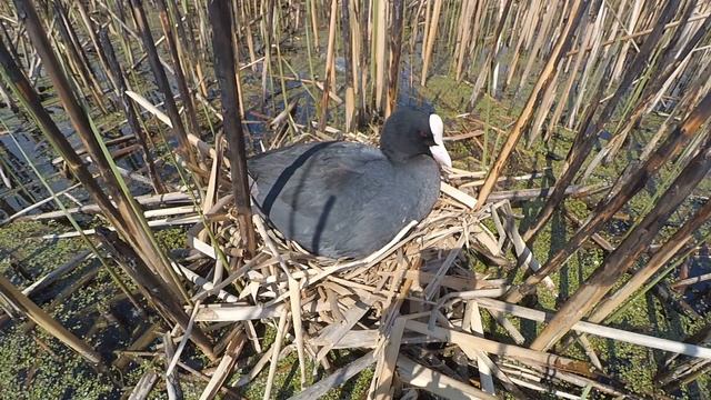 Лысуха 160503 6 гнездо с 9 яйцами 160504 Yi 24 смотреть онлайн