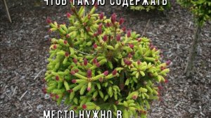 Великолепная ель сорта Пуш