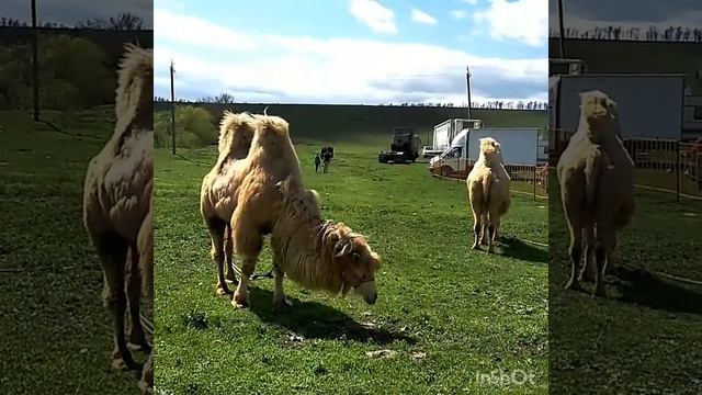 Забавное животное верблюд.mp4 смотреть онлайн