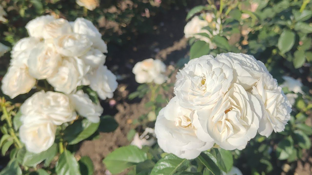 ОБИЛЬНОЕ ПЫШНОЕ ЦВЕТЕНИЕ ЭТИХ РОЗ ВАС ОЧАРУЕТ !!! ♥️♥️♥️ rosebushes.ru смотреть онлайн