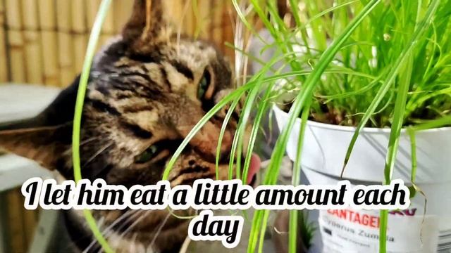 Cat Grass From Store & Care - Cyperus Zumula - Manfaat Rumput Kucing