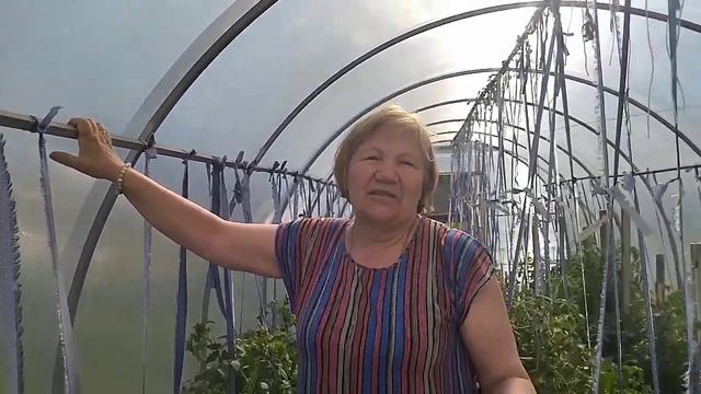СВОИ И ПОКУПНЫЕ СЕМЕНА ОДНИХ И ТЕХ ЖЕ СОРТОВ: НА КАКИХ ТОМАТАХ РАНЬШЕ ЗАВЯЗАЛИСЬ ПЛОДЫ? смотреть онлайн