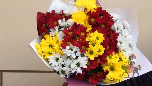 MIX из 15 ромашковидных хризантем. Воронеж. "Черный Рыцарь" смотреть онлайн