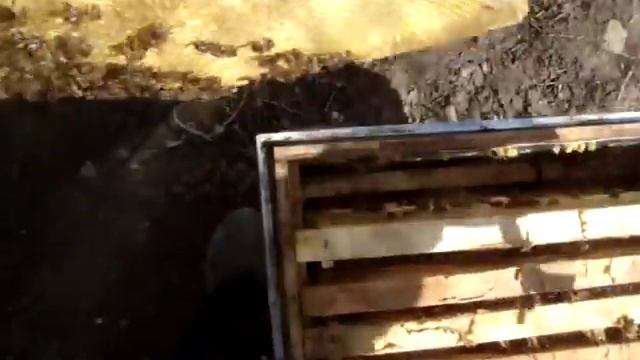 Весенняя подкормка пчел. Весенний осмотр семей, и подкормка сиропом смотреть онлайн