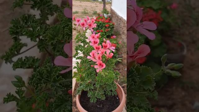 Герань душистая. Пеларгония(герань) размножение и уход в домашних условиях смотреть онлайн