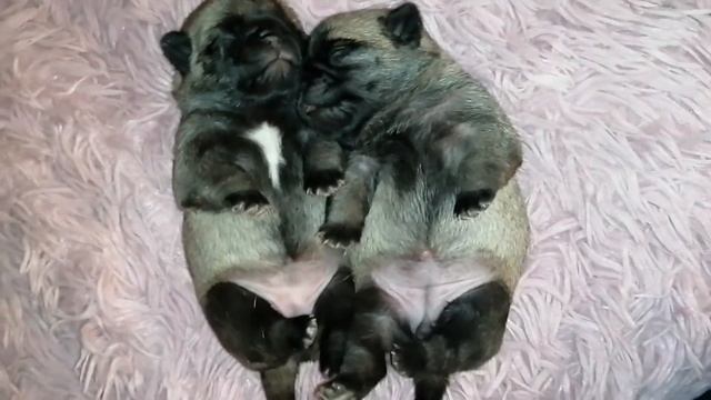 Мопсяткам 10 дней(2) смотреть онлайн