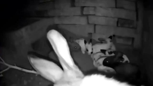 Кролики могут зарывать вход в норы, чтобы замаскировать своё жилище — таким способом крольчиха .....